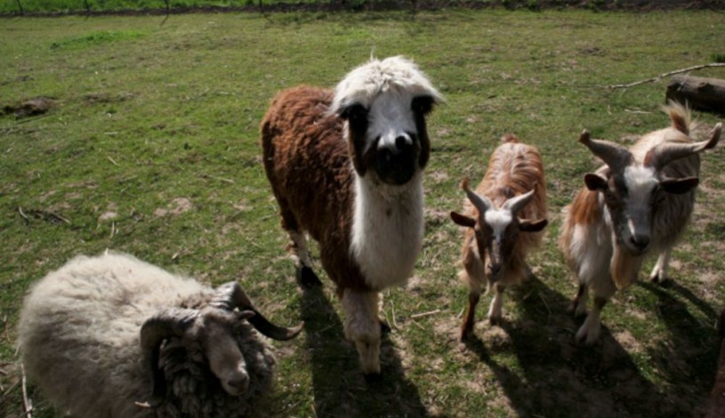 Smetanův Statek Hradec Králové